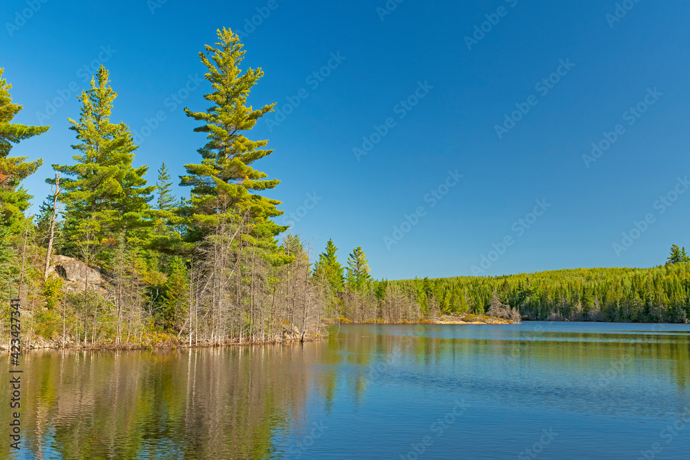 White Pines and Calm Waters