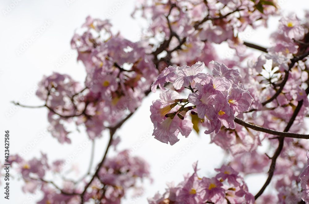 The blossom of Tacoma tree in Kuala Lumpur (Sakura of Malaysia) The blossom of Tacoma tree in Kuala Lumpur (Sakura of Malaysia)