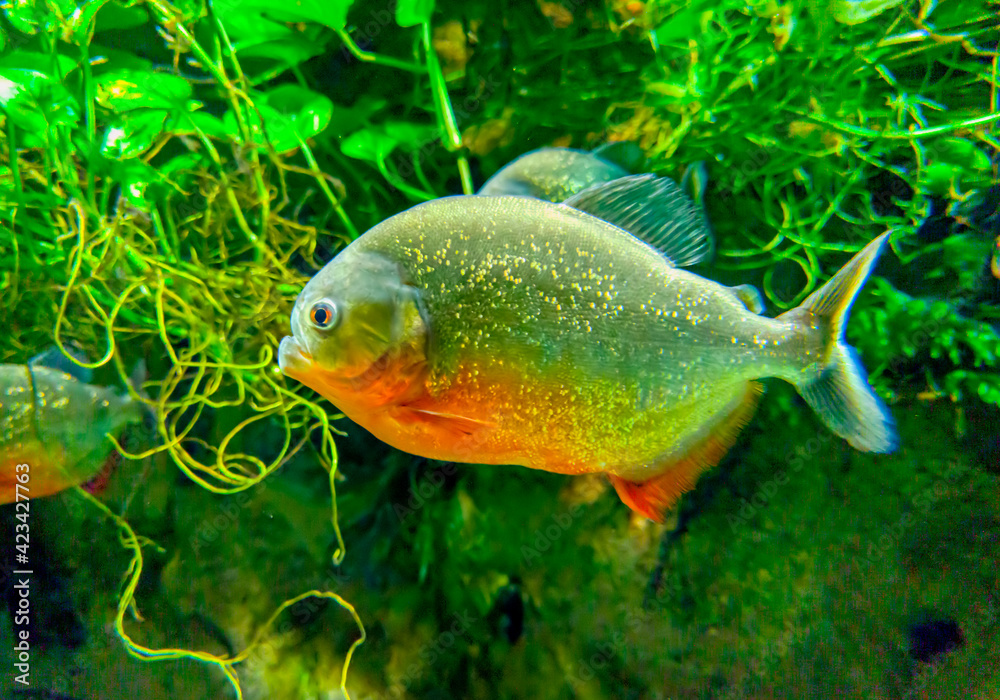 South american fish piranha swimming South american fish piranha swimming