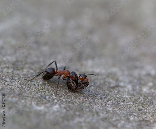 Ants fighting macro © madame_fayn