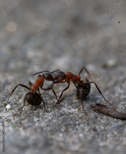 Two forest ants fighting © madame_fayn