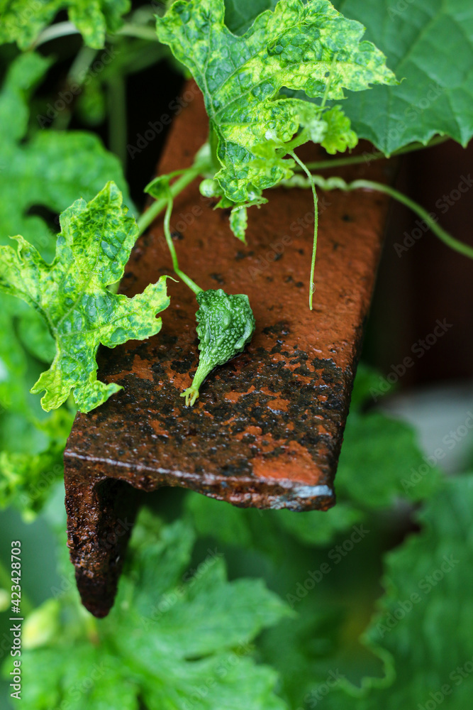 Bitter gourd vegetable fruits in sunlight, Bitter Gourd hanging in