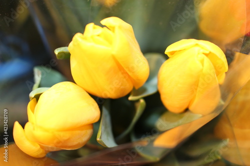 tulips, spring flowers. Mix of tulip flowers near the window