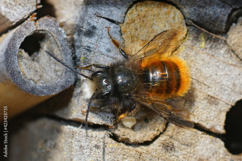 Closeup of the male of the horned orchard mason bee, Osmia cornuta on the bee-hotel in the garden photo