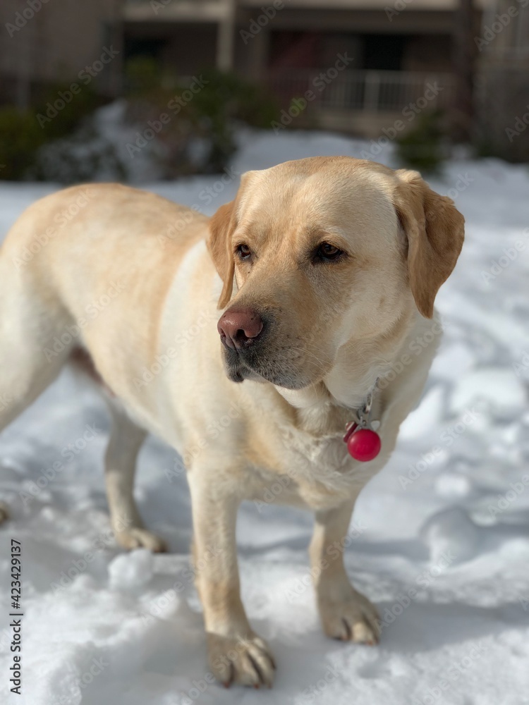 English Labrador Retriever in the snow on a winter day at the lake. English Labrador Retriever in the snow on a winter day at the lake.