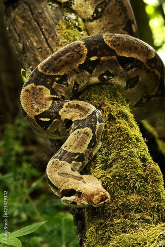 The common boa (Boa constrictor) on the branch in green forest.