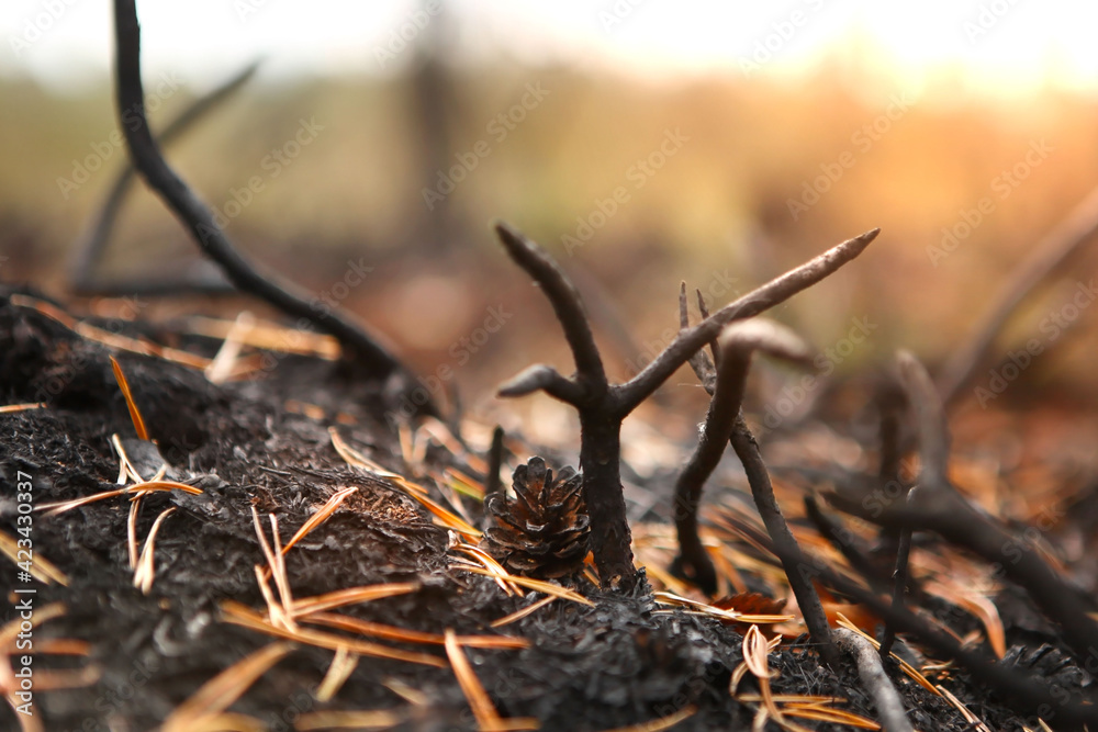 Forest after the fire, burnt grass and bushes. Forest after the fire, burnt grass and bushes.