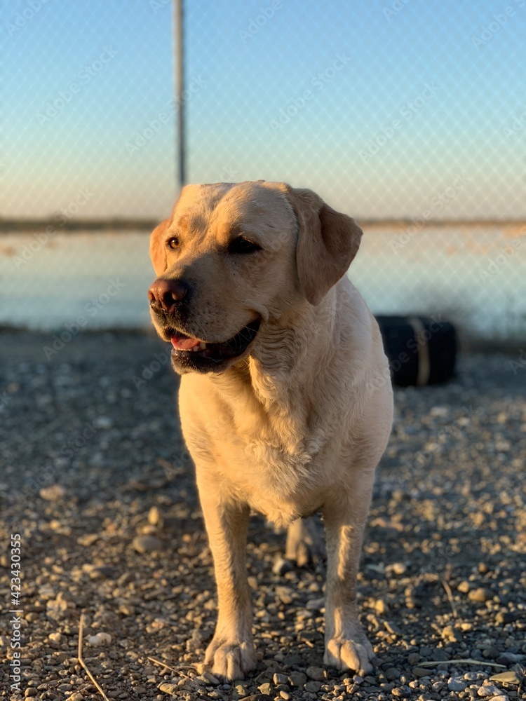 English Labrador retriever on a duck hunting trip. English Labrador retriever on a duck hunting trip.