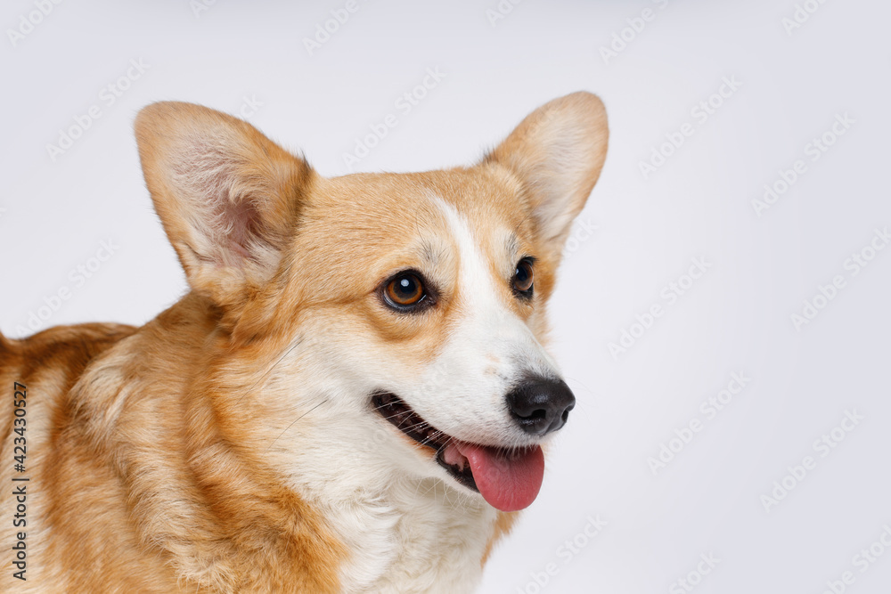 Portraite of cute puppy corgi. Little smiling dog on gray background. Free space for text. Portraite of cute puppy corgi. Little smiling dog on gray background. Free space for text.