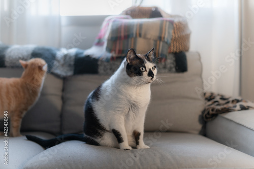 a black and white cat with blue eyes sitting on the sofa