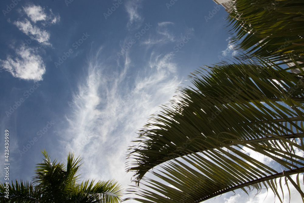 Fototapeta premium palm trees against blue sky