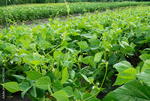 Foto Healthy and wholesome food - young bean shoots grow on an agricultural plantation