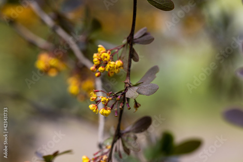 Yellow bush flowers. Detailed macro view. © Sergey