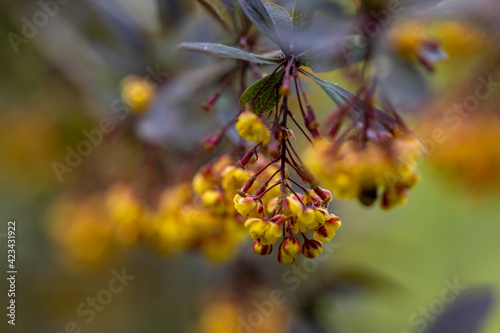 Yellow bush flowers. Detailed macro view.
