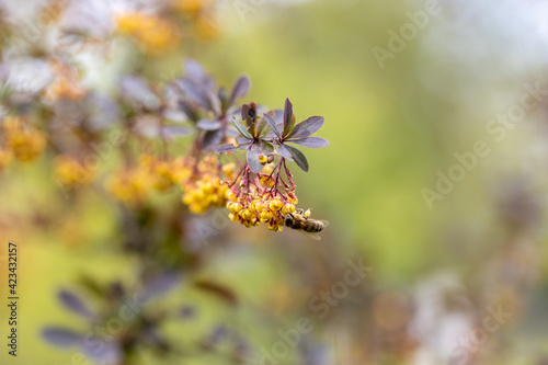 Bee on yellow bush flowers. Detailed macro view. © Sergey