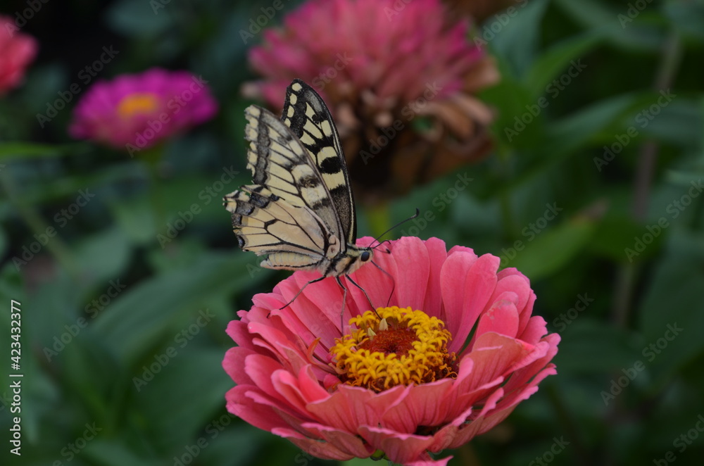 Fotografie Tigger Butterfly