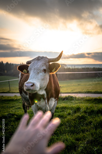 A cow in the sunset on the green grassland