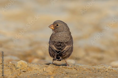Trumpeter finch.
The trumpeter finch is a small passerine bird in the finch family Fringillidae. It is mainly a desert species which is found in North Africa and Spain through to southern Asia. photo