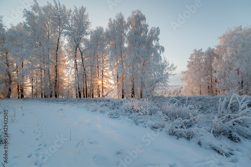 trees in the snow