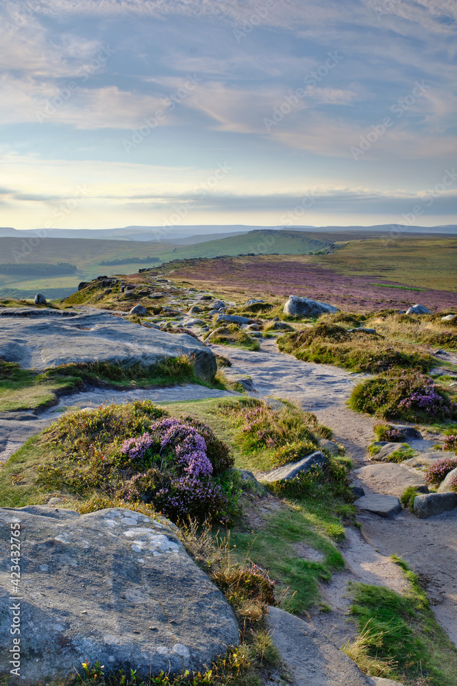Heather on a footpath across Stanage Edge, Peak District, UK Heather on a footpath across Stanage Edge, Peak District, UK