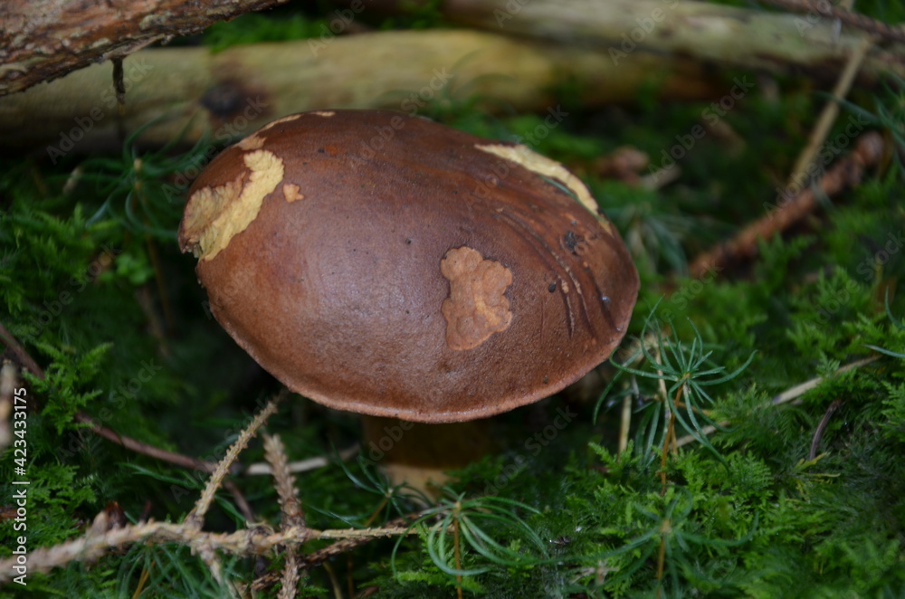 polish mushroom in the forest, edible mushrooms, Boletus badius