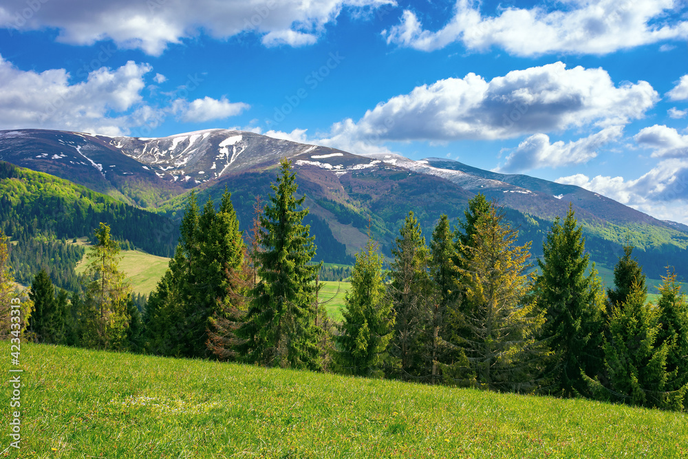 stunning mountain landscape. beautiful alpine nature view with spruce forest. grassy meadow on the hill. fluffy clouds on a blue sky above the distant ridge and valley.