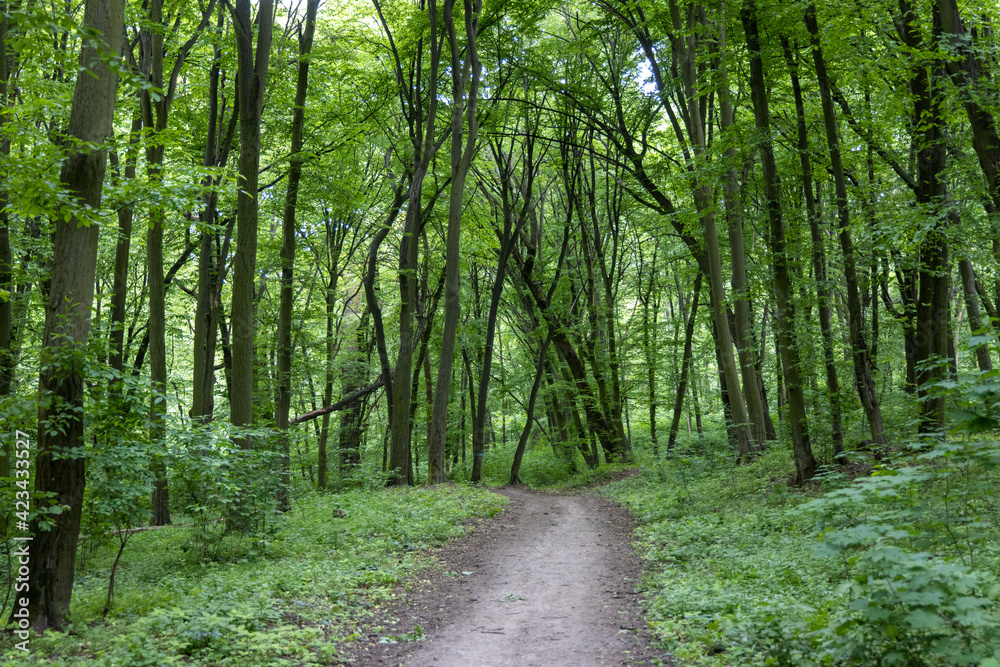 Obraz premium Green deciduous forest in summer.