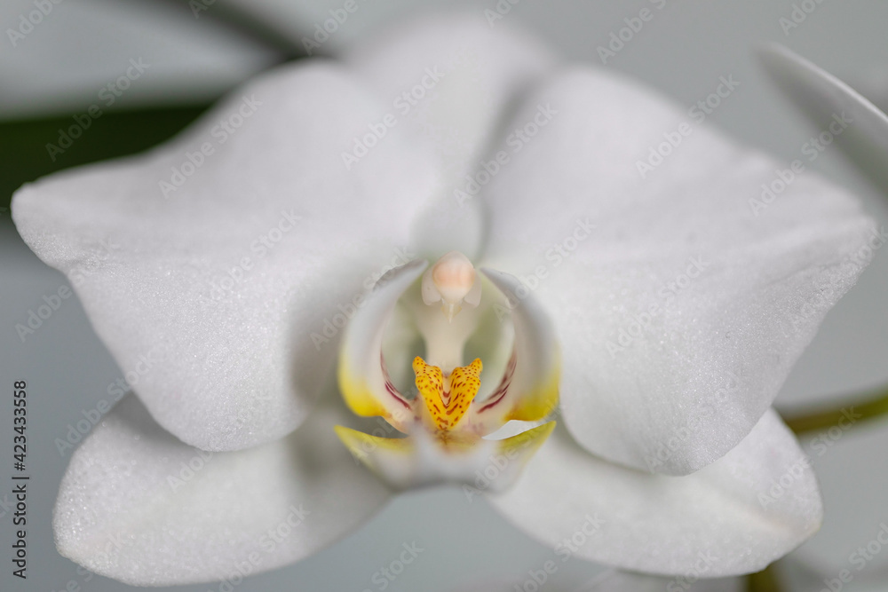 close up of orchid close up of orchid