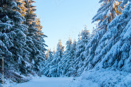 Sun is coming over the peaks of the trees.