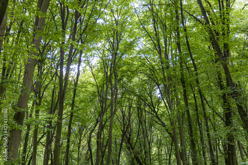 Green deciduous forest in summer.