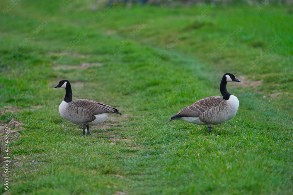 Pair of Canadian Geese, Branta canadensis, on meadow, a large male and a female.