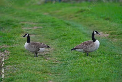 Pair of Canadian Geese, Branta canadensis, on meadow, a large male and a female.
