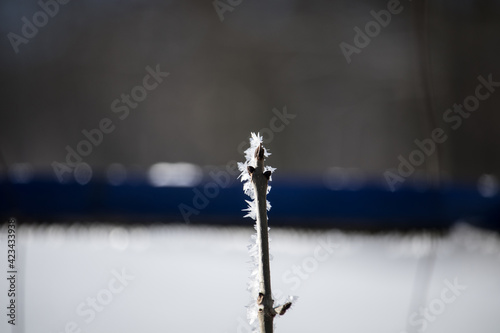 Winter detail of the flower