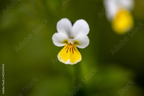 Pansy flower. Detailed macro view.