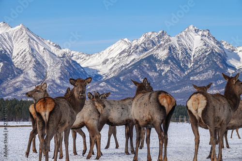 Herd of Elks Cervus elaphus sibiricus Grazing in Winter with Mountains at Background © FootageLab