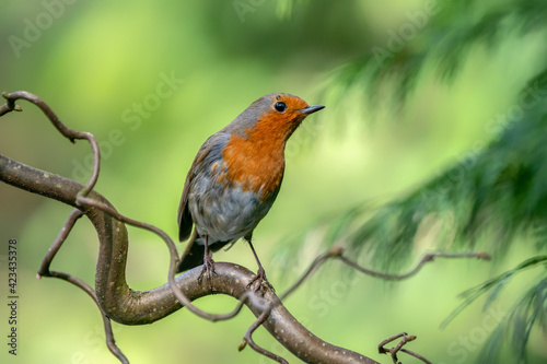 European Robin (Erithacus rubecula) on a branch in the forest of Noord Brabant in the Netherlands.  © Albert Beukhof