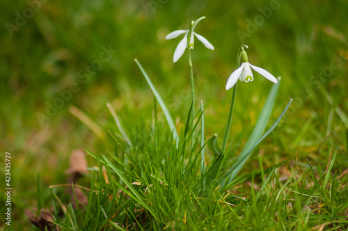 Przebiśniegi wiosenne białe kwiaty w zielonej trawie. Snowdrops, spring white flowers.