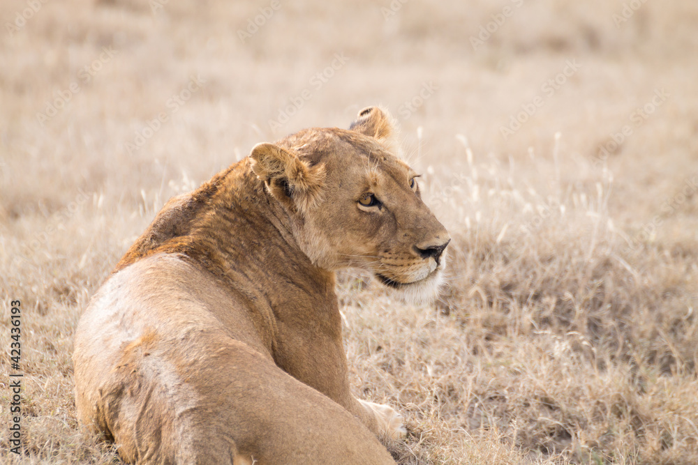 Naklejka premium Lioness close up. Serengeti National Park, Tanzania, Africa