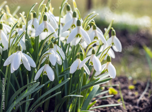 Beautiful white snowdrop flowers (Galanthus nivalis) are growing at sunny lawn at spring