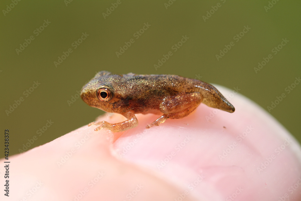 Obraz premium Tiny, recently metamorphosed spring peeper (Pseudacris crucifer) froglet sitting on a person's thumbnail.