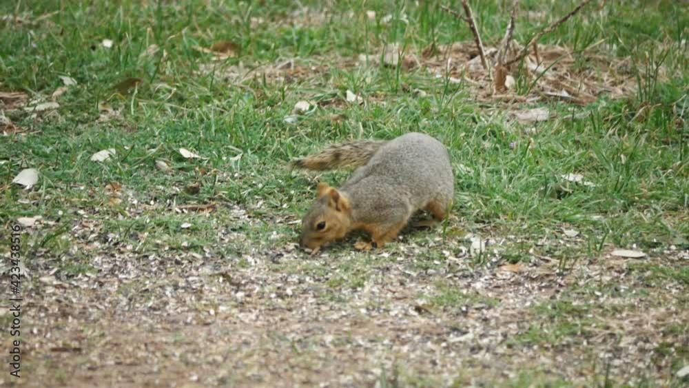 Squirrel forages for food on lawn with birds Squirrel forages for food on lawn with birds