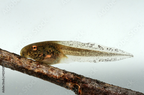 Obraz na plátně Side view of a spring peeper frog tadpole resting on a twig underwater with a white background