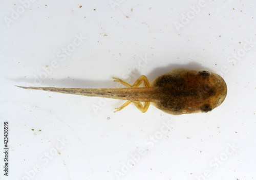 Looking down on the back of a spring peeper tadpole on a white background.