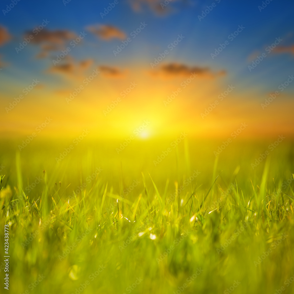 summer green prairie with grass at the dramatic sunset, beautiful rural outdoor background summer green prairie with grass at the dramatic sunset, beautiful rural outdoor background