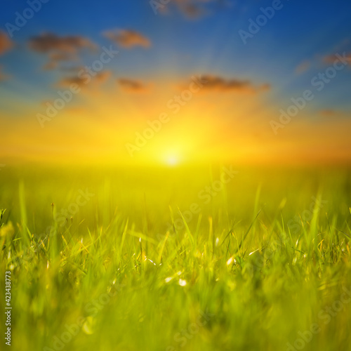 summer green prairie with grass at the dramatic sunset, beautiful rural outdoor background