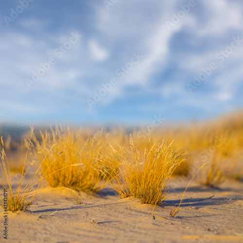 sandy desert with grass under a cloudy sky
