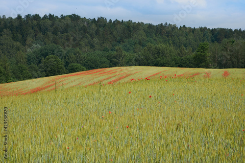Poppy flowers in a rye field