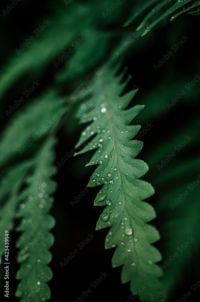 Fototapeta premium Green forest plants