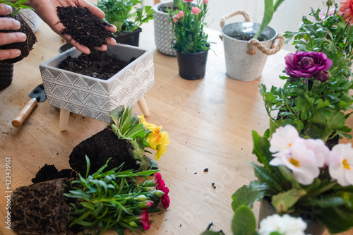 Female gardener is planting a flower in a pot