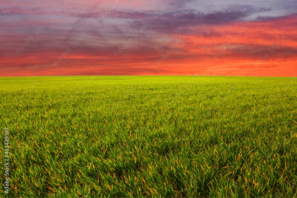 summer green prairie with grass at the dramatic sunset, beautiful rural outdoor background